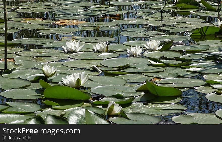 Water, Plant, Leaf, Flora