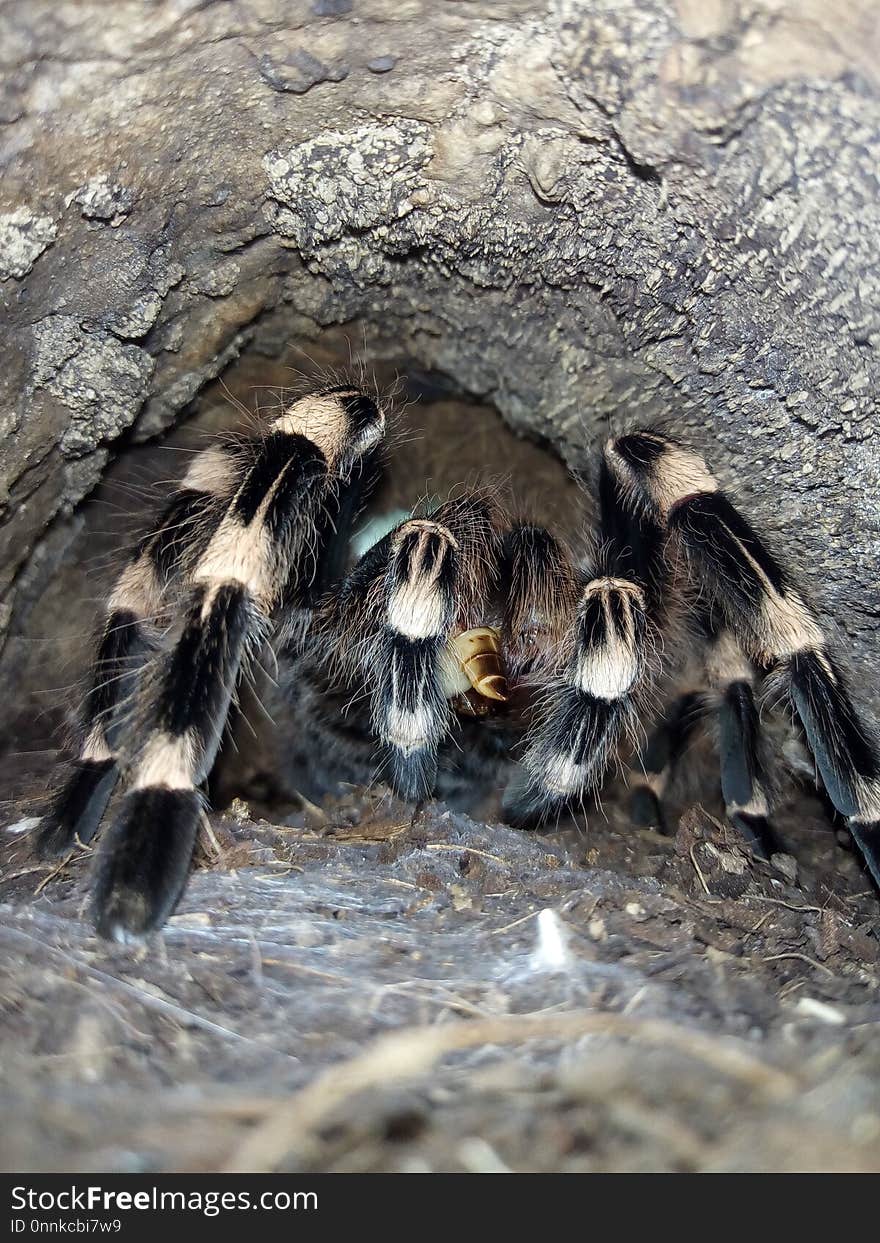 Tarantula, Invertebrate, Arthropod, Organism