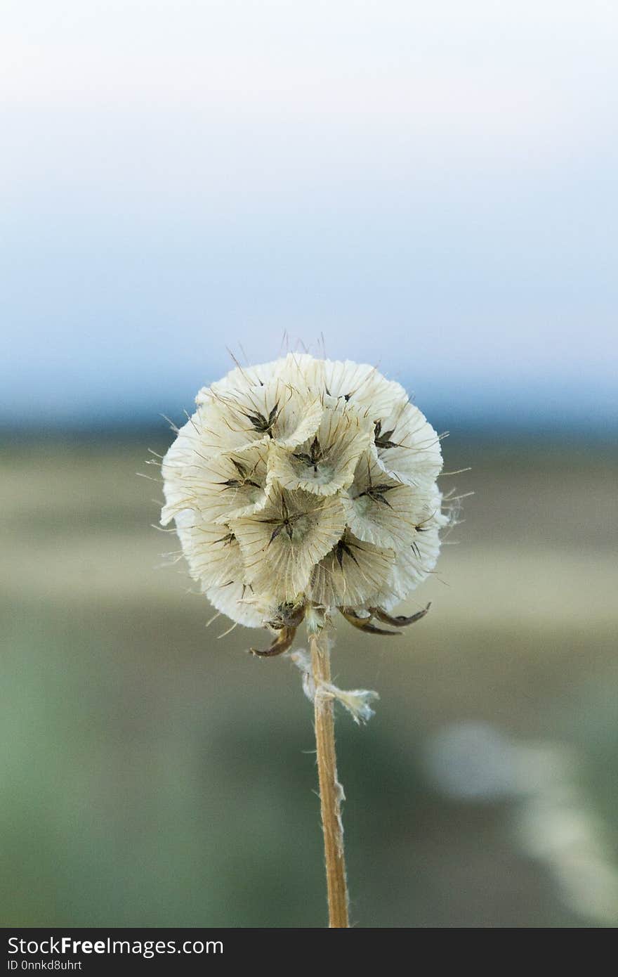 Flower, Flora, Plant, Close Up