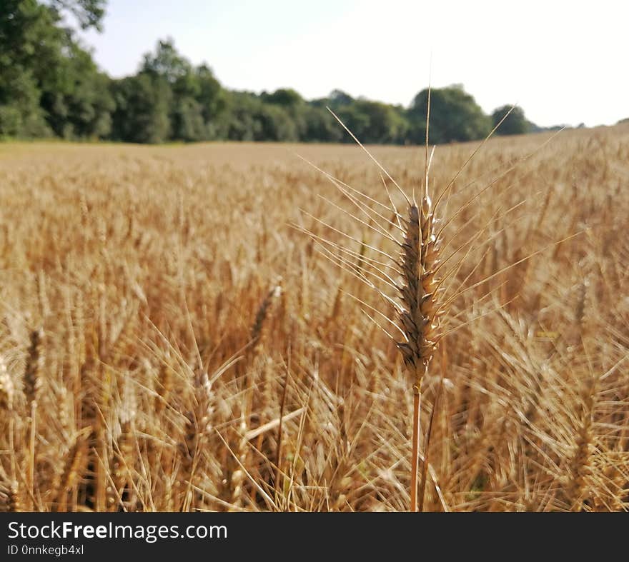 Wheat, Crop, Food Grain, Field