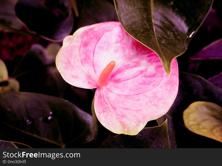 Heart Shape Leaf, Pink Color Dark Green Leaves Nature Background