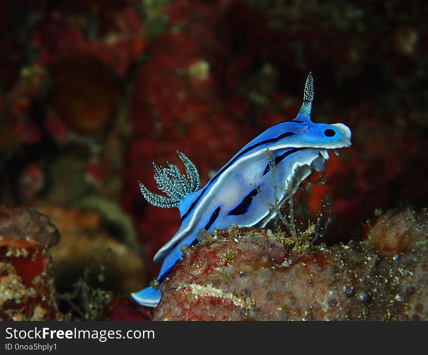 Closeup Closeup a beautiful nudibranch Chromodoris willani with only one rhinophores