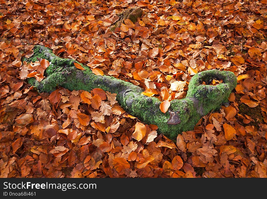 Green Moss Covered Tree Root Surrounded by Autumn Leaves. Green Moss Covered Tree Root Surrounded by Autumn Leaves