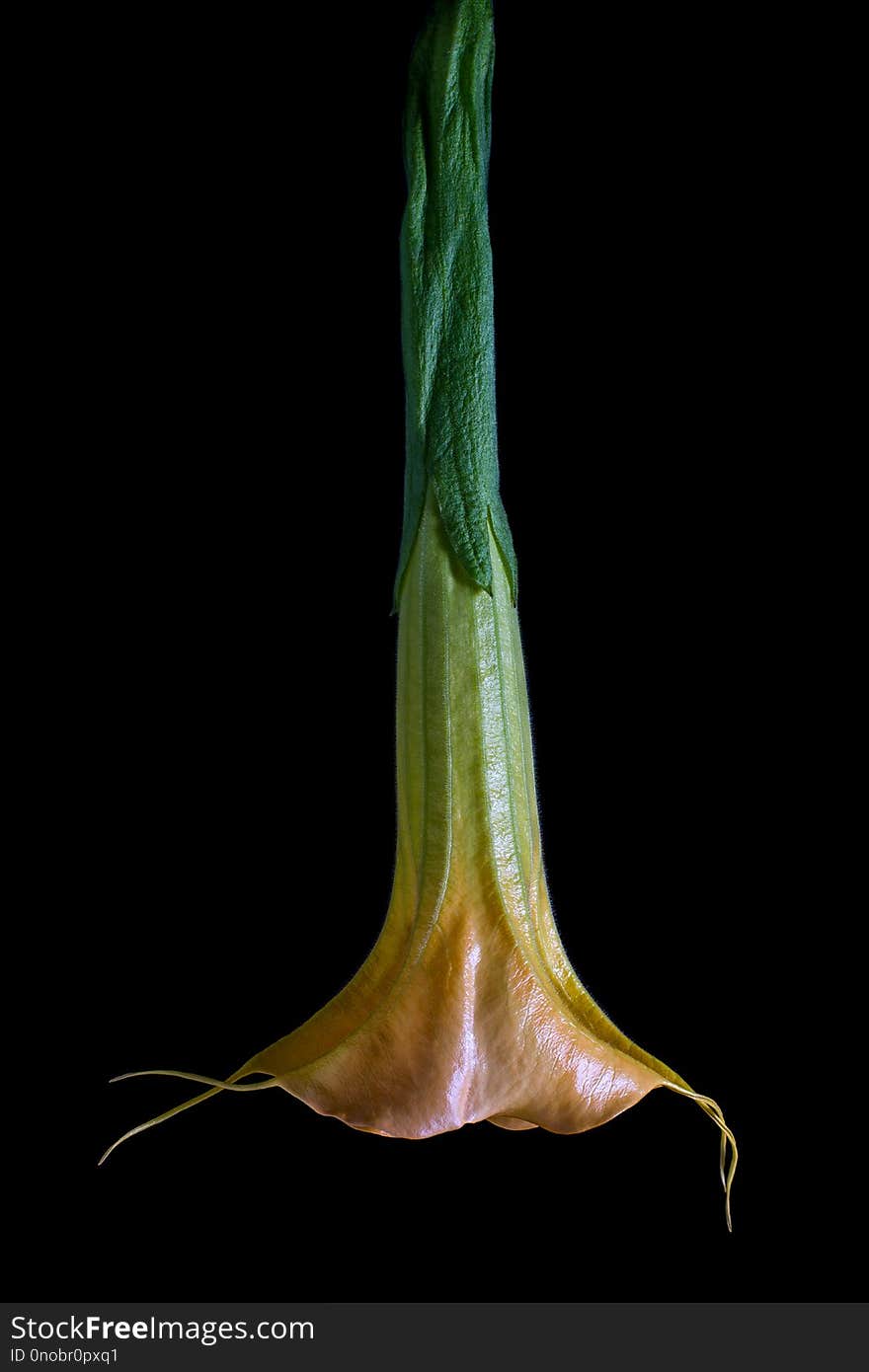 Angels trumpet flower macro