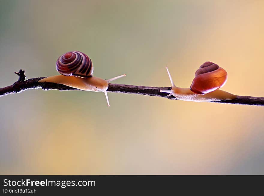 Snail with shell with colors and circles