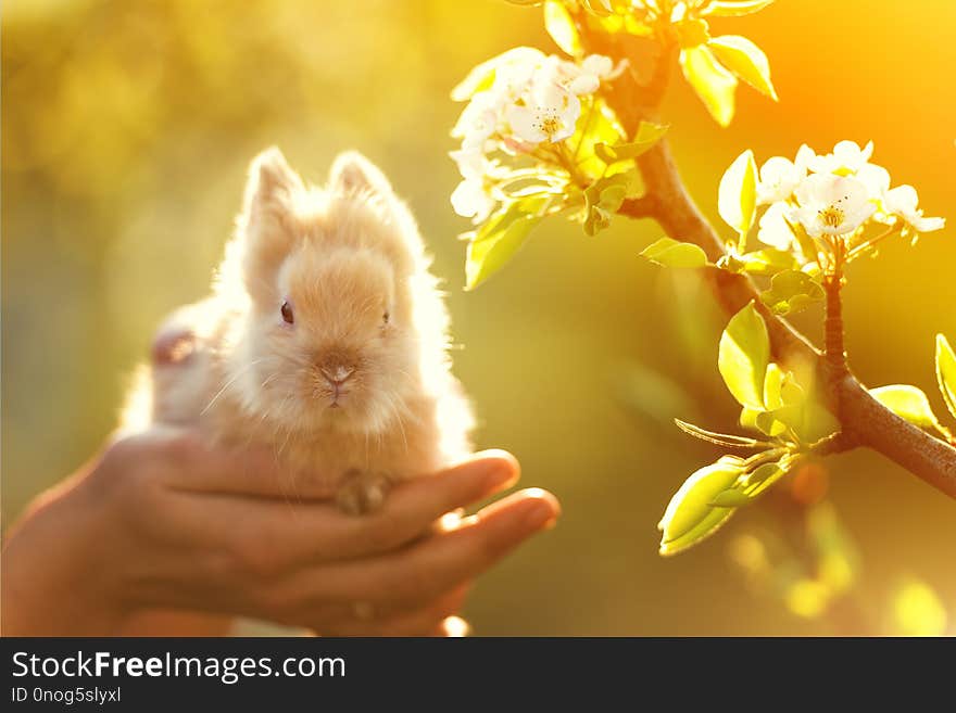 Cute bunny in the springtime symbol of Easter