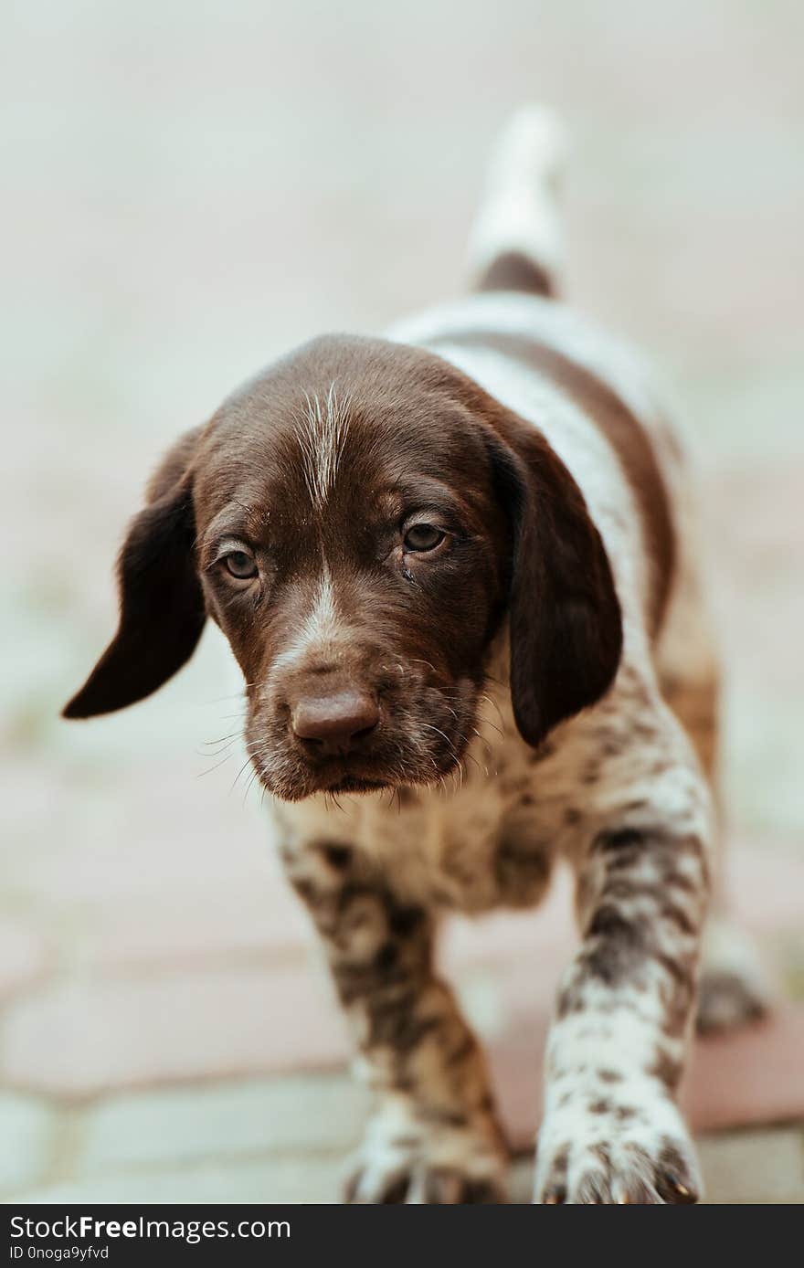 Beautiful dog puppy German Short haired Pointer