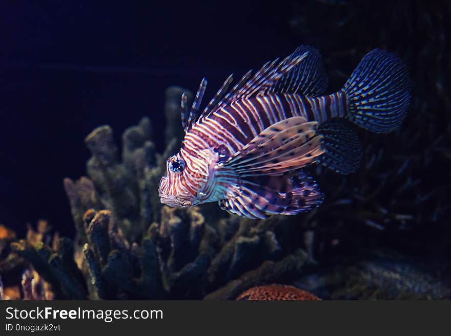 Colorful aquarium, showing different colorful fishes swimming