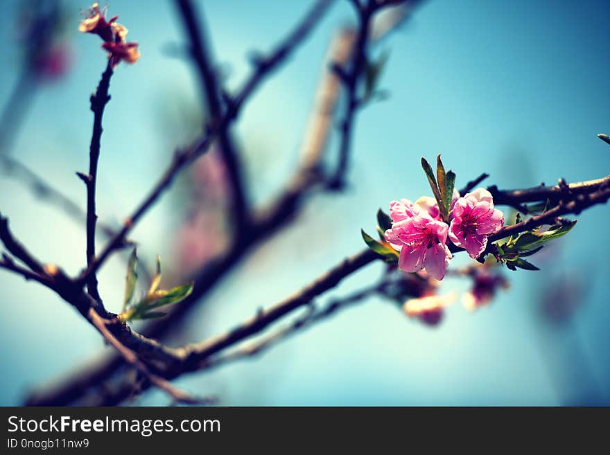 Peach flowers in the spring soft image of a blossoming tree. Peach flowers in the spring soft image of a blossoming tree