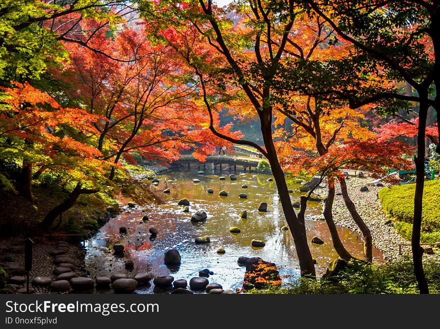 autumn season Japan red maple