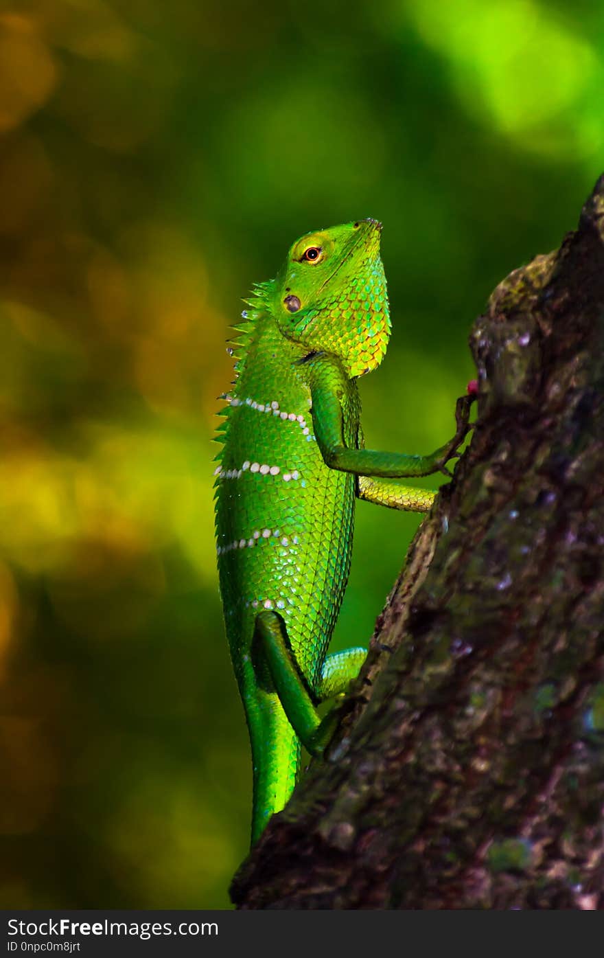 While exploring the uninhabited island of PathiraManal with friends, we spotted this bright lizard in the leaf litter. It was quite calm and showed no fear or aggression. We mistakenly thought it was a chameleon. But its inability to camouflage which is a characteristic feature of chameleon, kept us wondering. Later, on closer look we noticed its eyes, scales and other features which resembled that of the large scaled forest lizard Calotes grandisquamis. While exploring the uninhabited island of PathiraManal with friends, we spotted this bright lizard in the leaf litter. It was quite calm and showed no fear or aggression. We mistakenly thought it was a chameleon. But its inability to camouflage which is a characteristic feature of chameleon, kept us wondering. Later, on closer look we noticed its eyes, scales and other features which resembled that of the large scaled forest lizard Calotes grandisquamis.