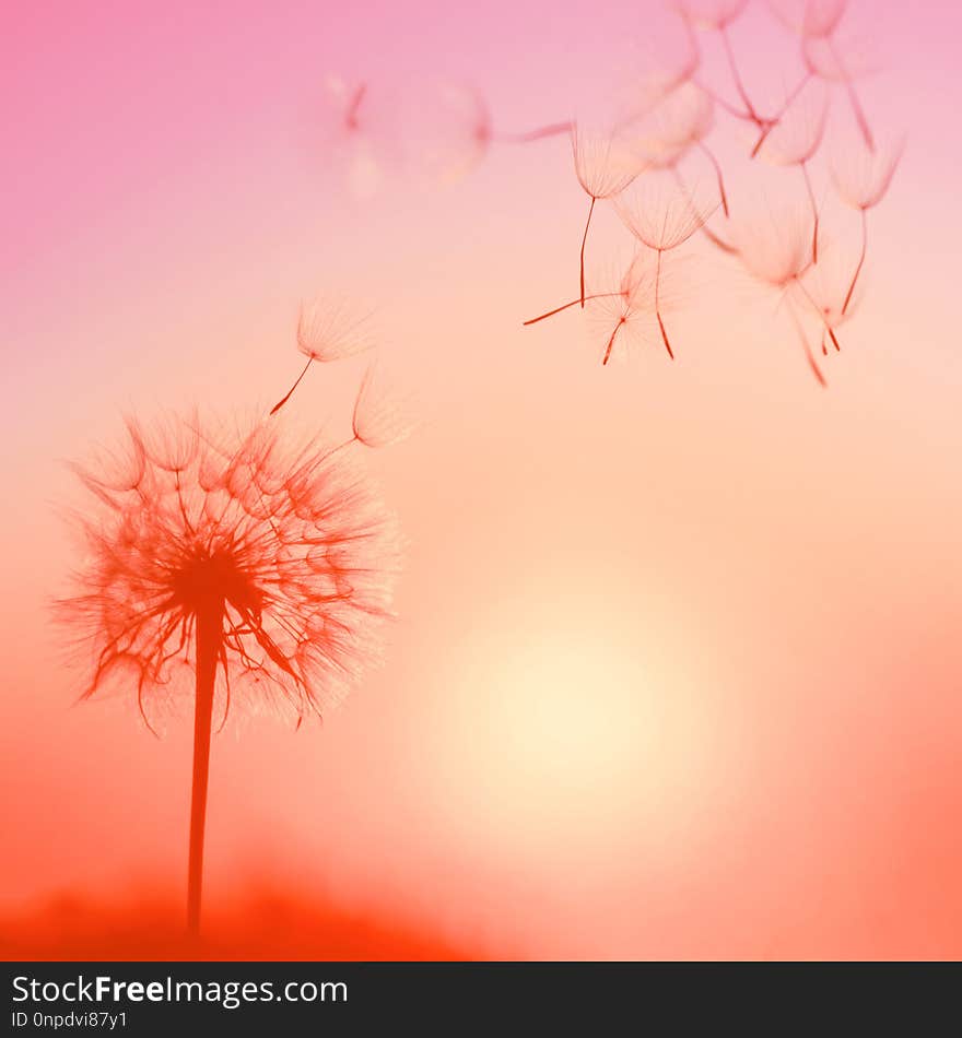 Silhouette of dandelion against the backdrop of the setting sun. Macro photography wuth place for text. Living Coral. Trendy color of the 2019.