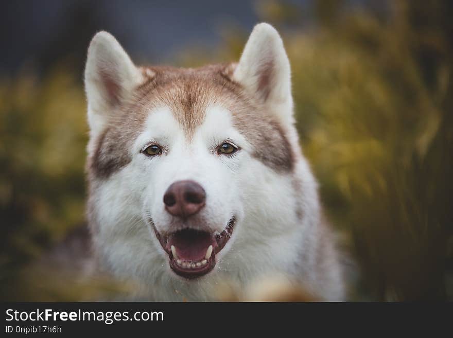 Close-up portrait of beautiful and happy dog breed siberian husky sitting in the evegreen bamboo thickets or sasa kurilensis in winter