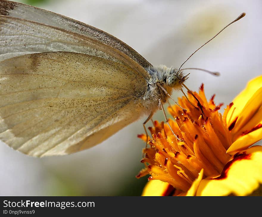 Butterfly, Moths And Butterflies, Insect, Brush Footed Butterfly