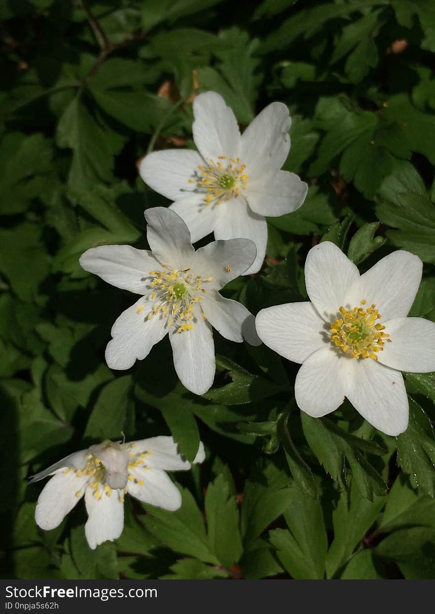 Flower, Plant, Flora, Anemone