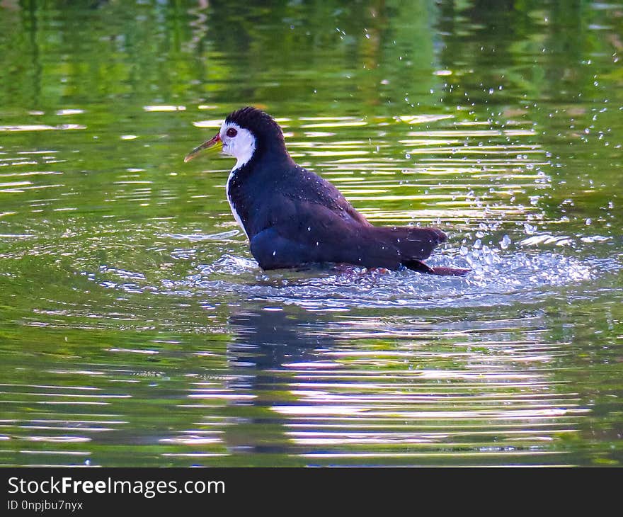 Bird, Water, Fauna, Beak