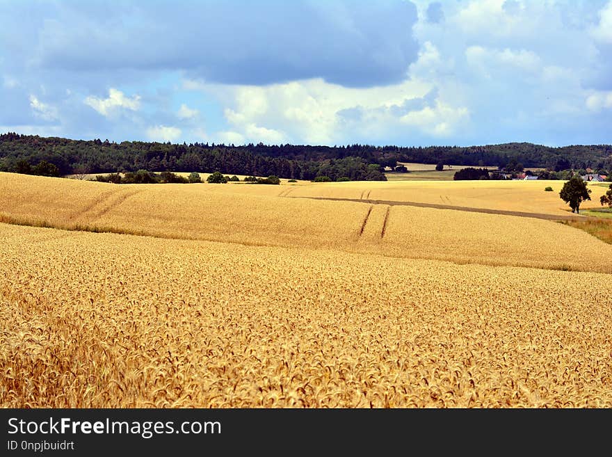 Field, Sky, Yellow, Grass Family