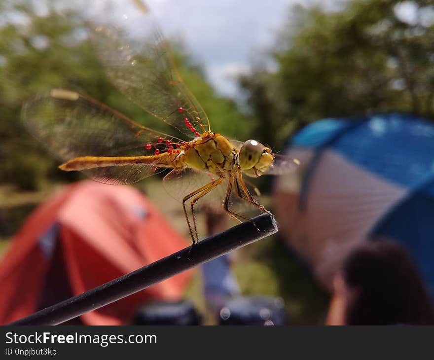 Insect, Dragonfly, Dragonflies And Damseflies, Invertebrate