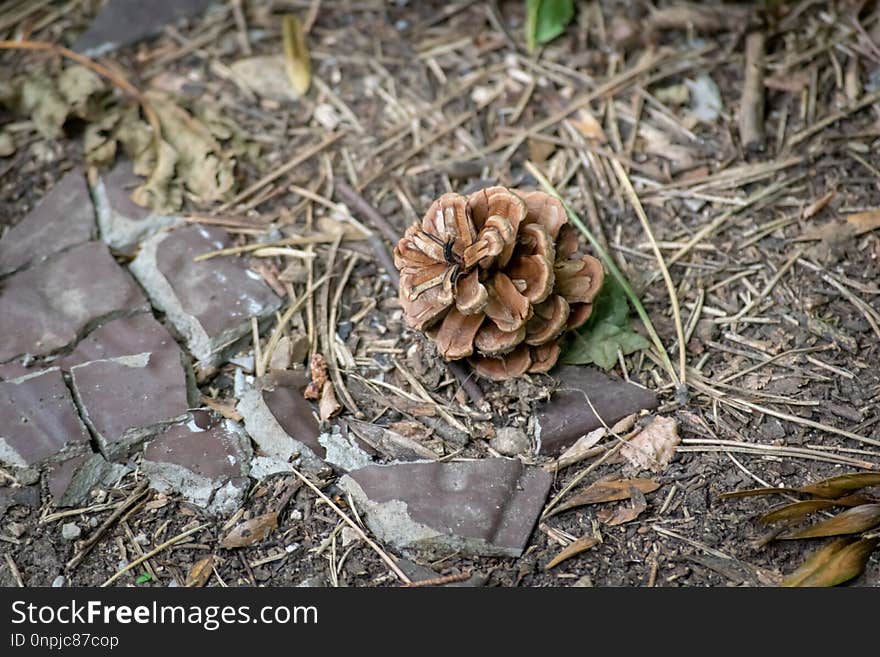 Plant, Tree, Conifer Cone, Pezizales