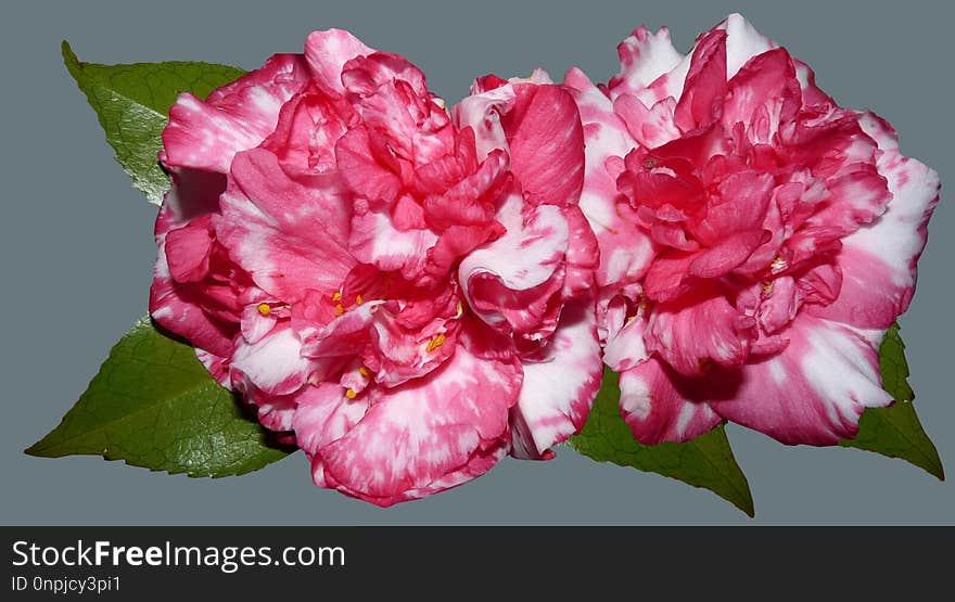 Flower, Pink, Flowering Plant, Plant