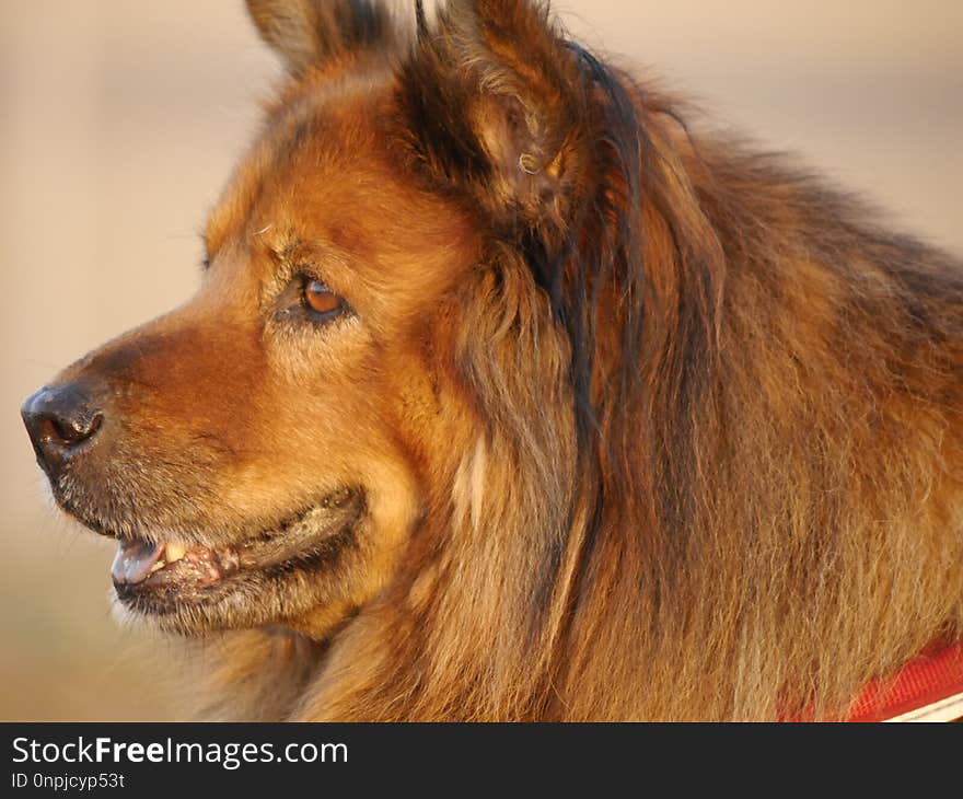 Dog, Dog Breed, Dog Like Mammal, Dog Breed Group