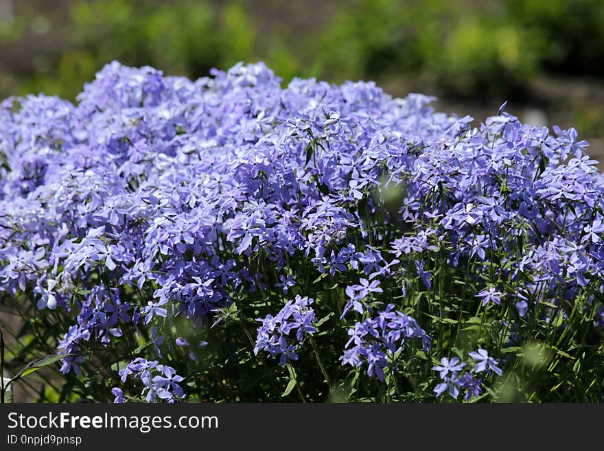 Plant, Flower, Flora, Bellflower Family