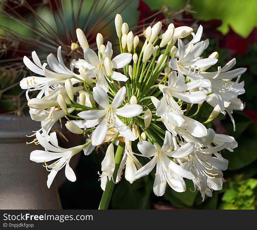 Flower, White, Plant, Flora