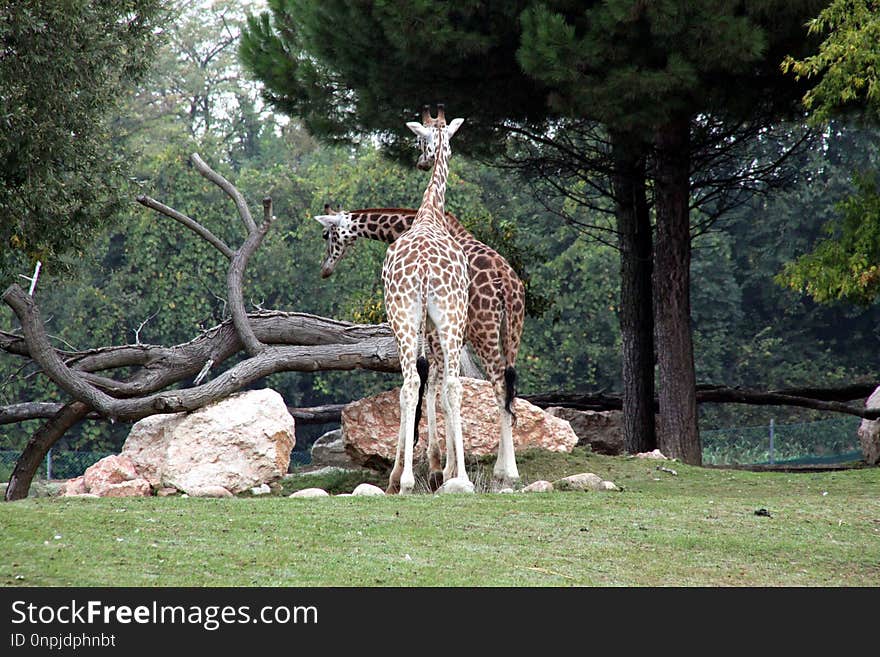 Giraffe, Wildlife, Terrestrial Animal, Giraffidae