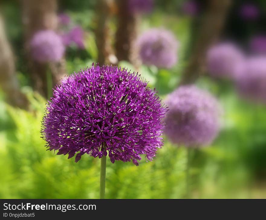 Plant, Purple, Flower, Flora