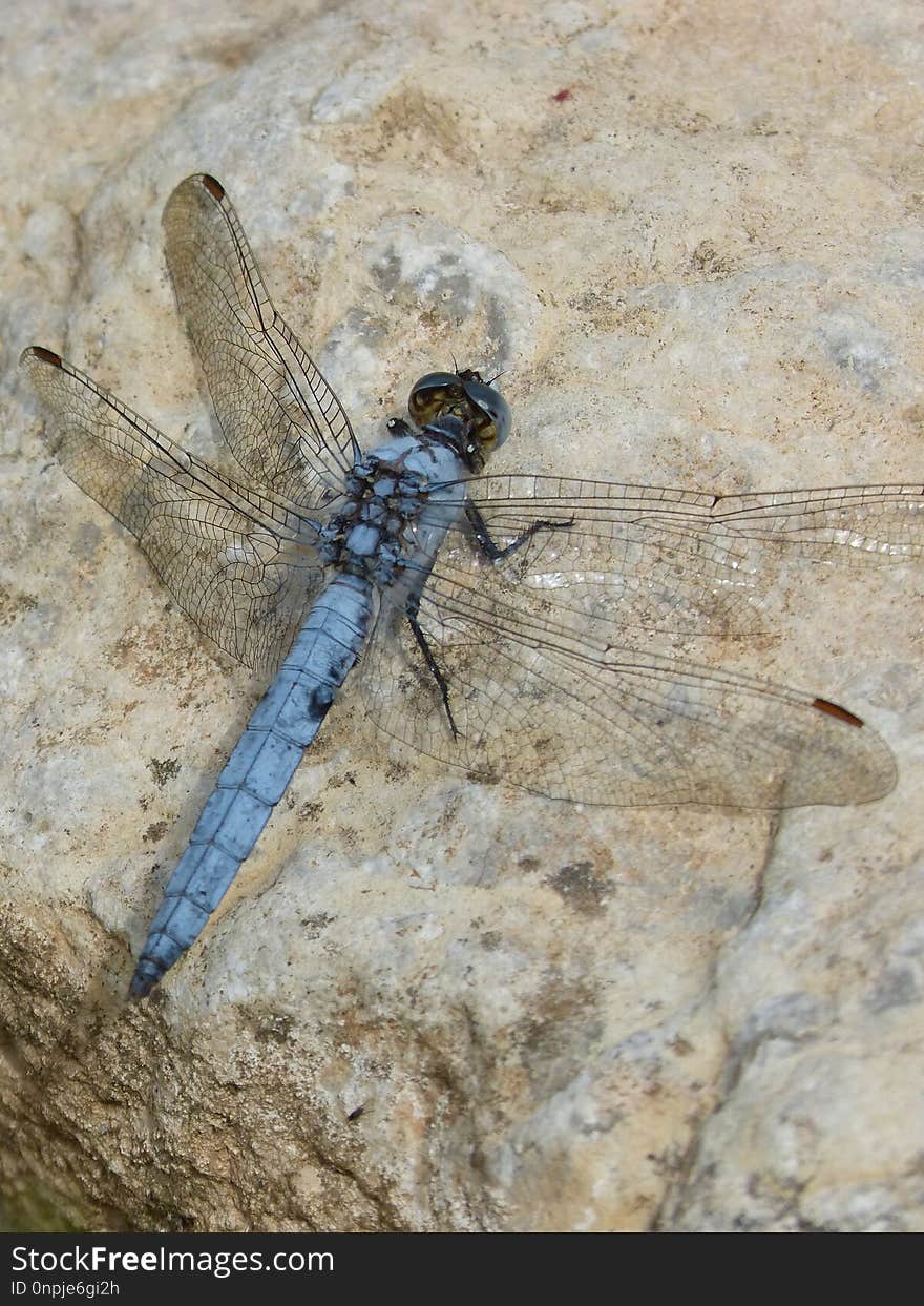 Dragonfly, Insect, Dragonflies And Damseflies, Fauna