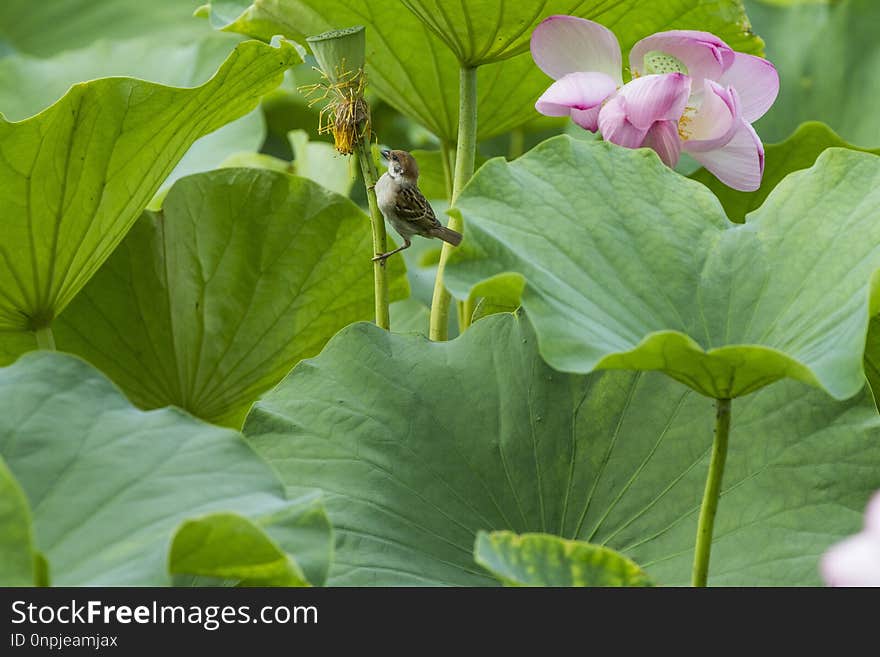 Flower, Plant, Green, Leaf