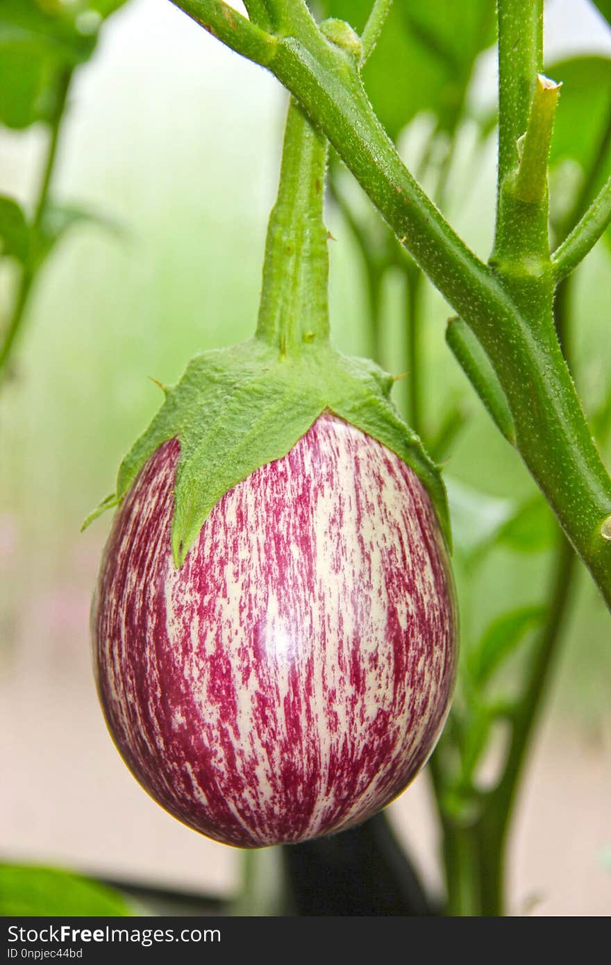 Purple, Bud, Plant Stem, Plant