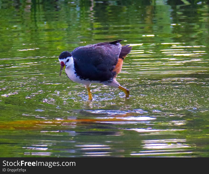 Bird, Water, Reflection, Fauna