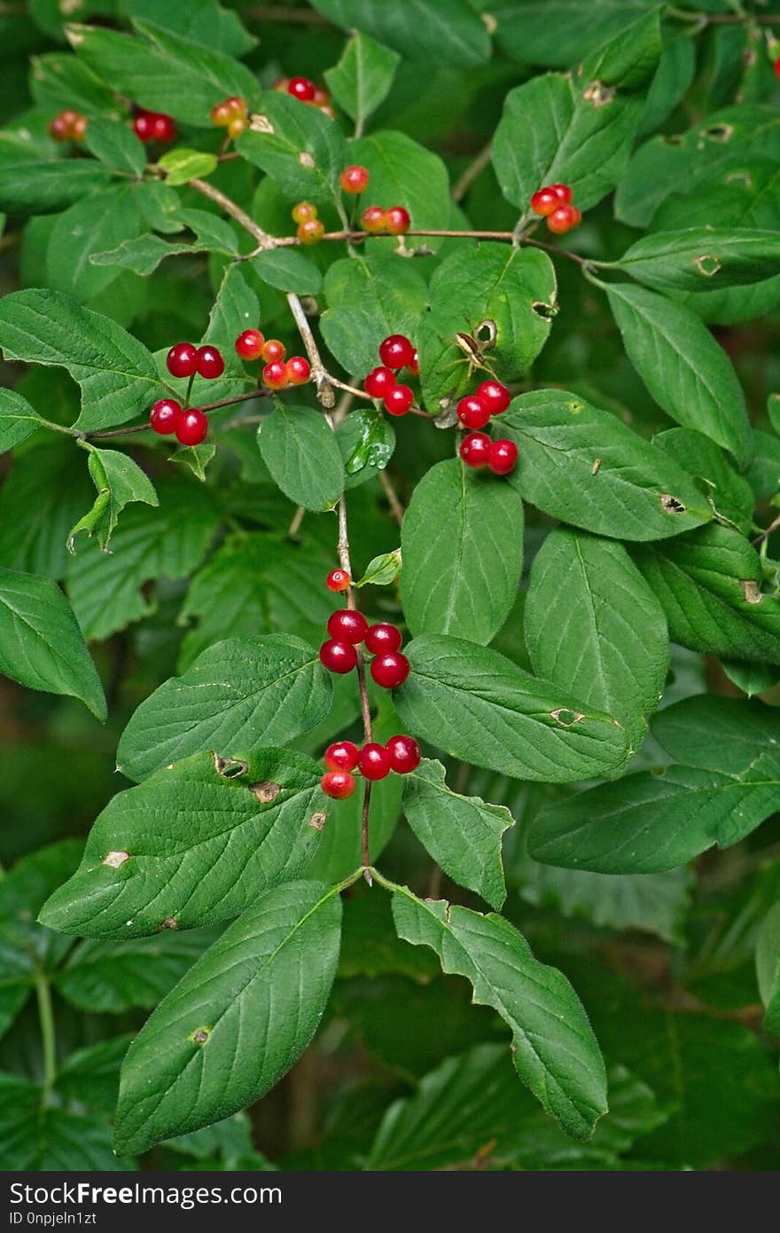 Plant, Leaf, Flora, Flower