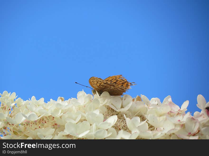 Sky, Flower, Blossom, Petal