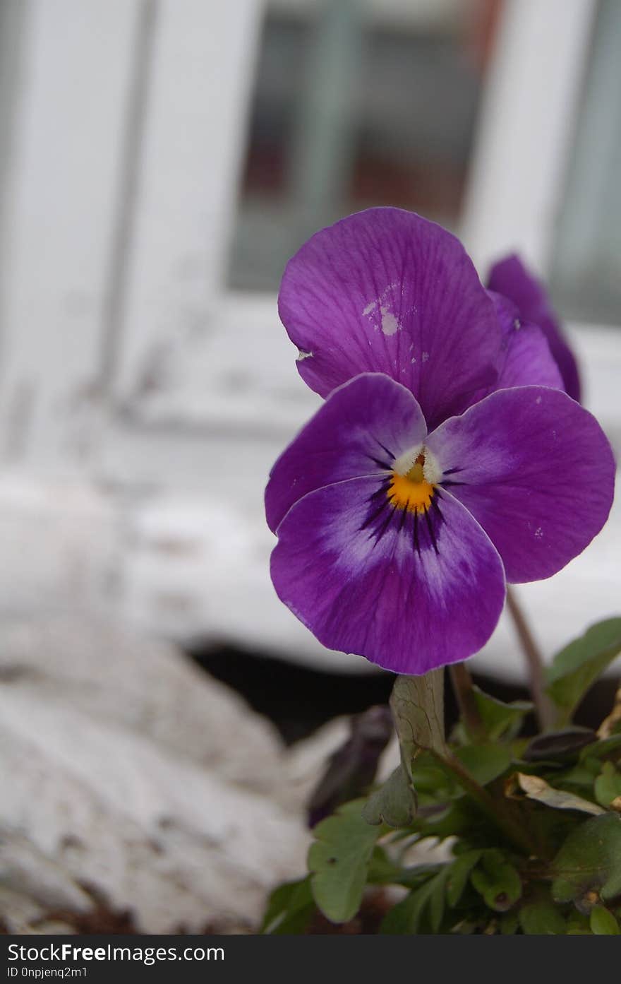 Flower, Plant, Purple, Pansy