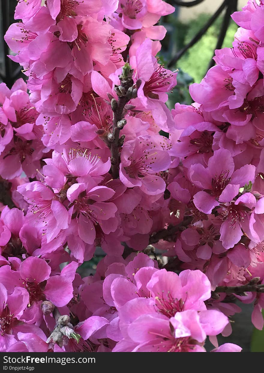 Pink, Flower, Plant, Purple