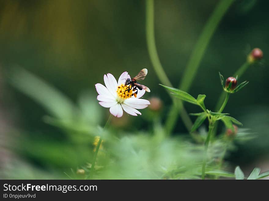 Flower, Flora, Insect, Nectar