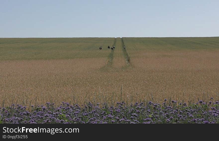 Ecosystem, Field, Prairie, Crop