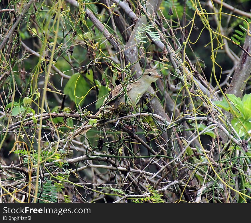 Plant, Flora, Vegetation, Branch