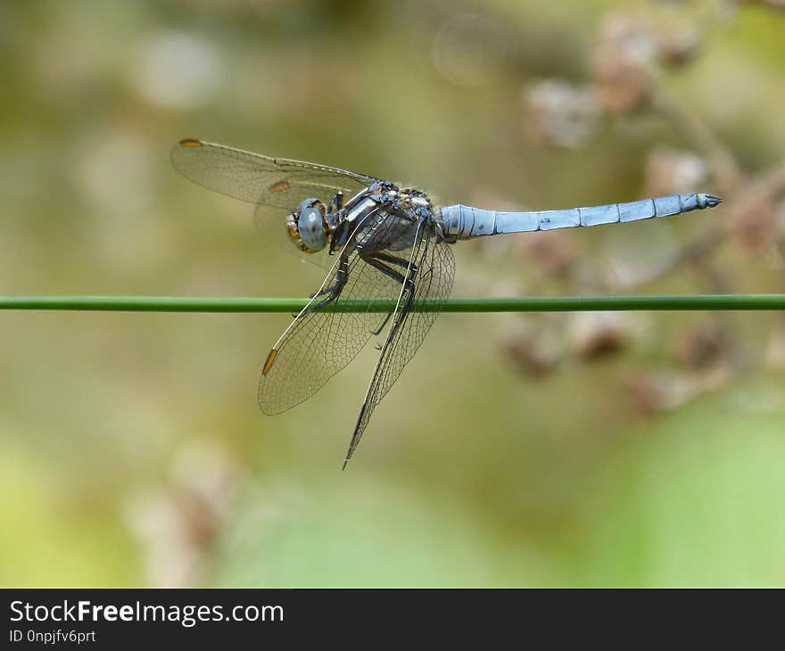 Dragonfly, Insect, Dragonflies And Damseflies, Invertebrate