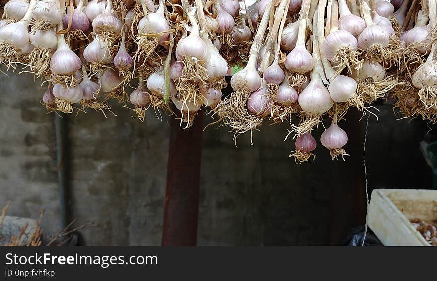 Garlic, Plant, Onion, Onion Genus