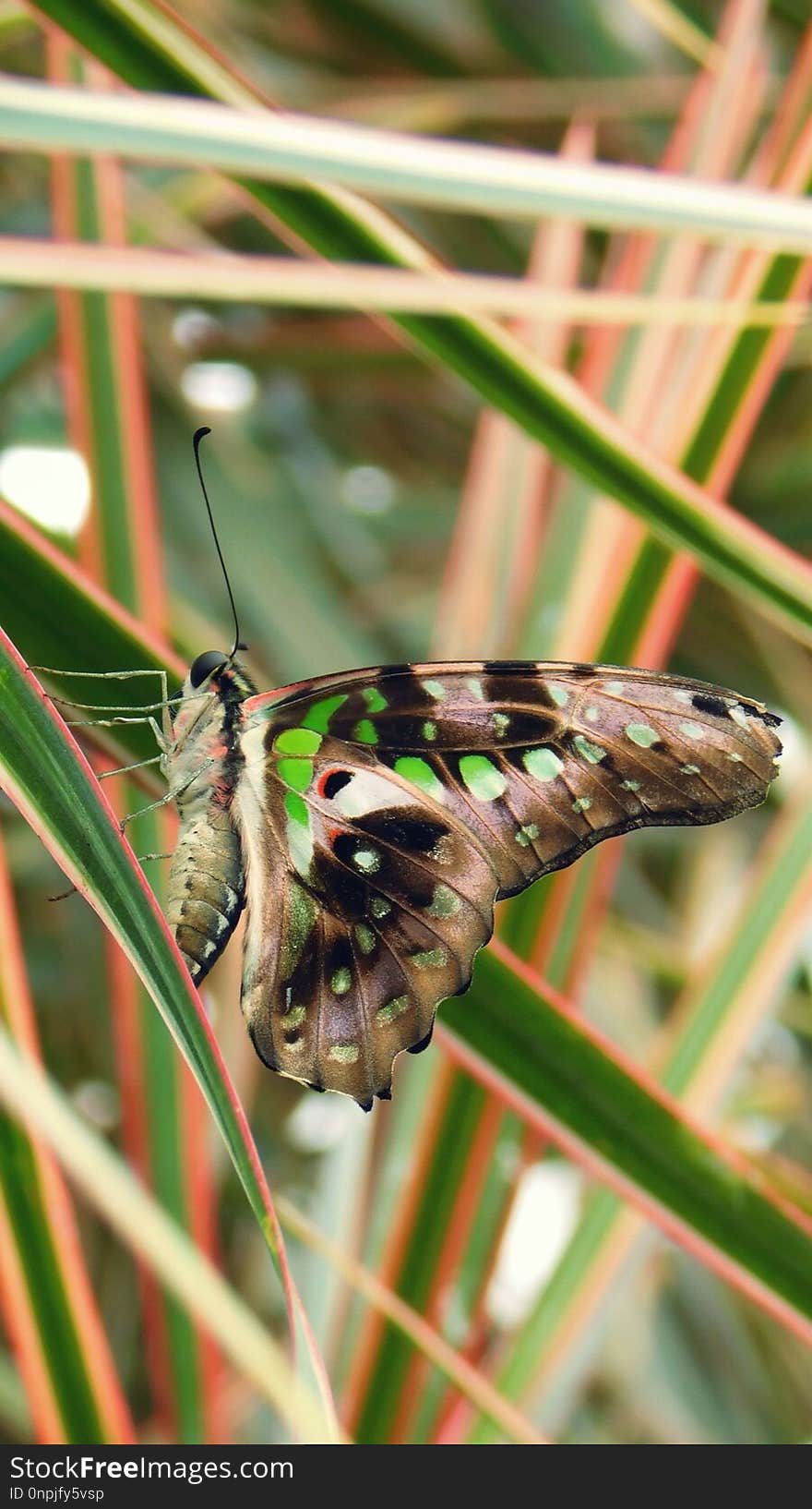 Insect, Moths And Butterflies, Butterfly, Invertebrate