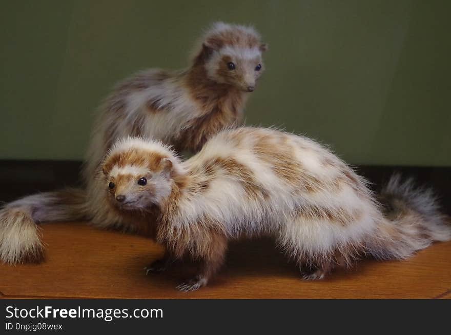 Fauna, Mink, Terrestrial Animal, Ferret