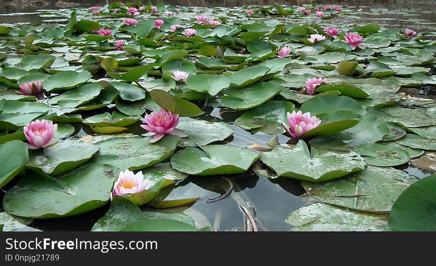 Plant, Flower, Sacred Lotus, Aquatic Plant