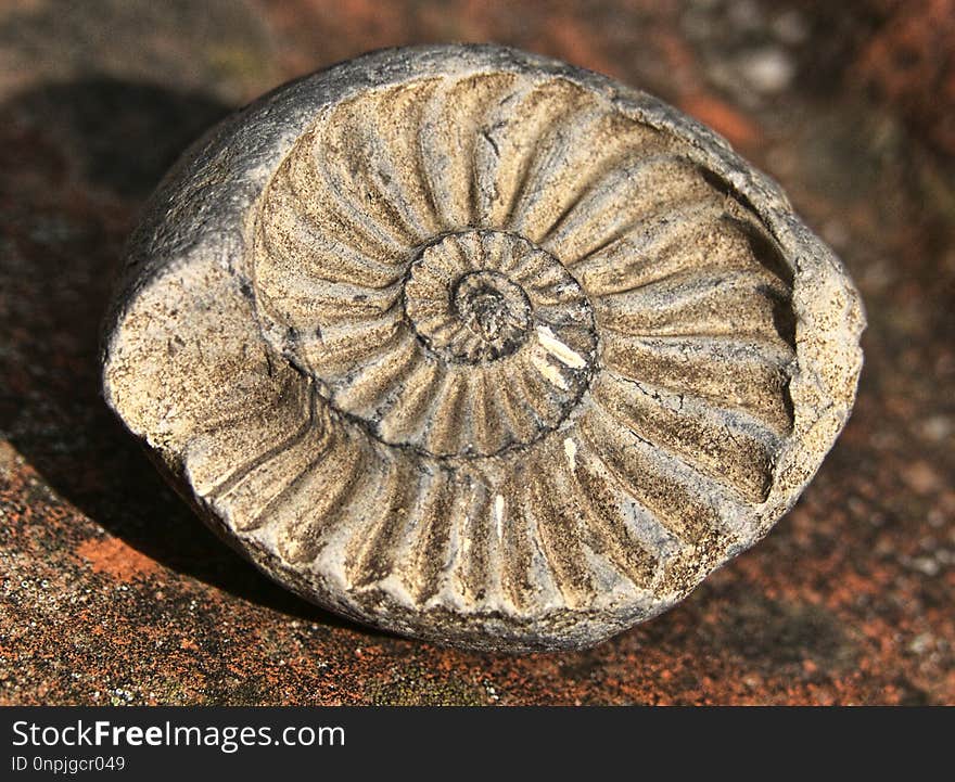 Artifact, Fossil, Terrestrial Animal