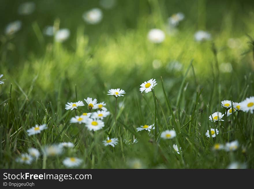 Flower, Meadow, Grass, Chamaemelum Nobile