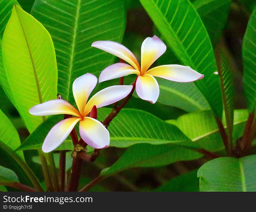 Plant, Flower, Flora, Vegetation