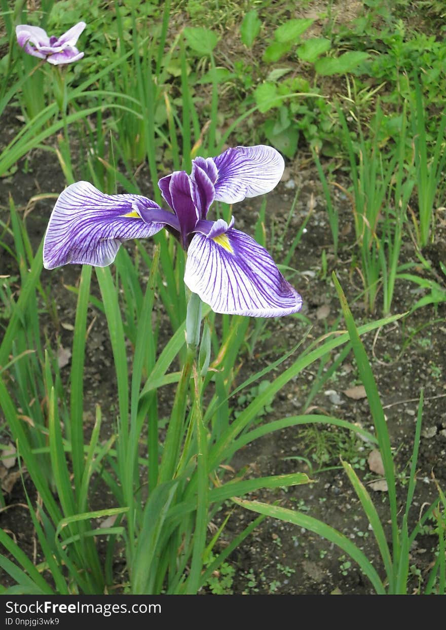 Flower, Plant, Flowering Plant, Iris Versicolor