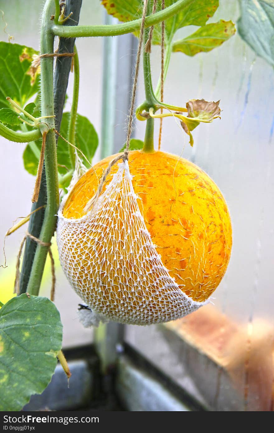 Fruit, Cucumber Gourd And Melon Family, Produce, Citrus